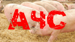 ПАМЯТКА по профилактике и ликвидации африканской чумы свиней