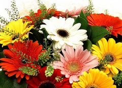 Поздравление Главы городского округа Сухой Лог Романа Валова с Днем ветеринарного работника